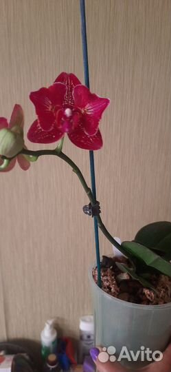 Орхидея фаленопсис