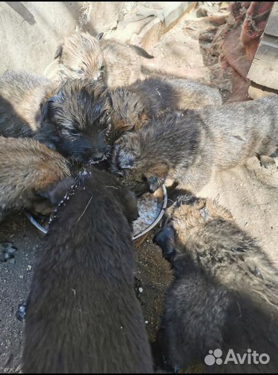 Отдам щенков в добрые руки бесплатно