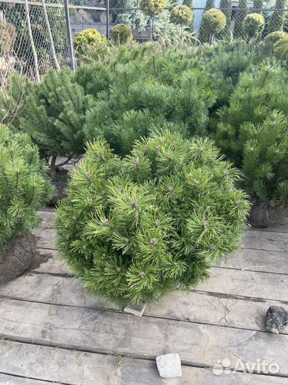 Сосна горная