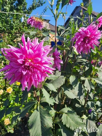 Георгины клубни