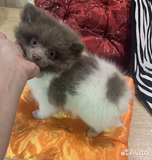 Бантик -померанскмй шпиц пати-колор Лиловый