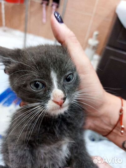 Котёнок 1 месяц от домашней кошки