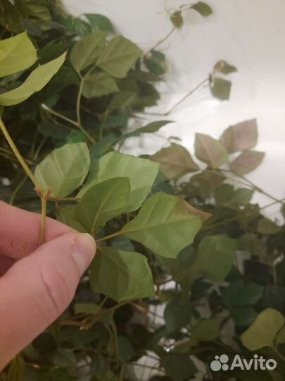 Онлайн уход за комнатными растениями