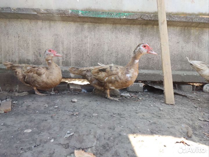 Мускусные утки семья