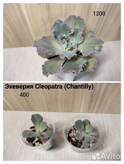 Эхеверии, суккуленты