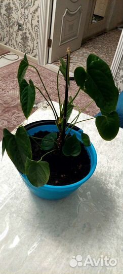 Комнатные цветы антуриум