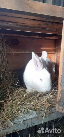 Кролики порода Белый Панон
