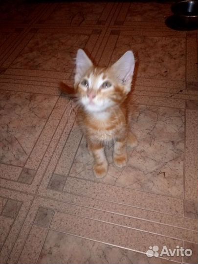 Турецкий ван