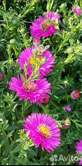 Гортензия,барбарис,садовые многолетники-почтой