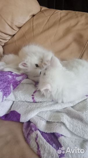Котята турецкой ангоры