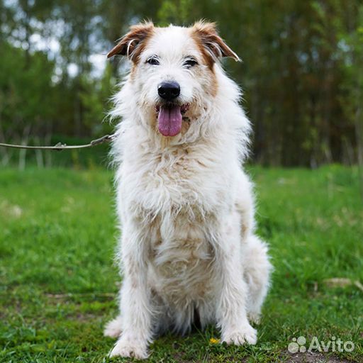 Бородатая собачка Челси в добрые ручки