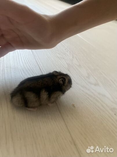 Джунгарский хомяк мальчик и девочка