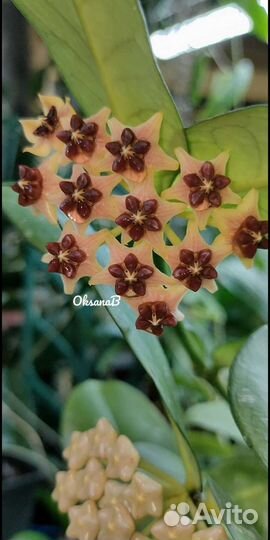 Хойи срезами