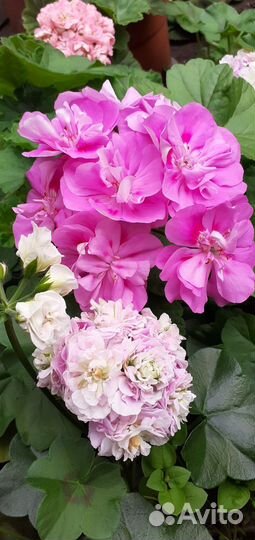 Пеларгонии зонартики