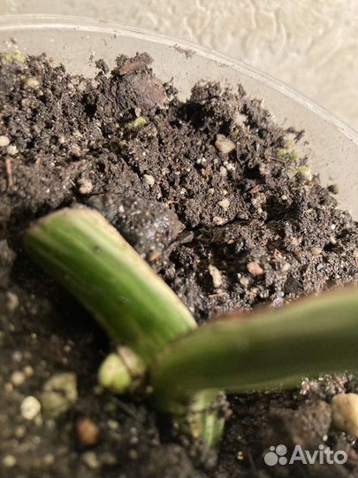 Монстера Альба