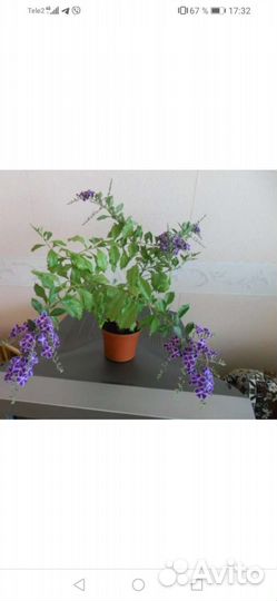 Дуранта комнатная