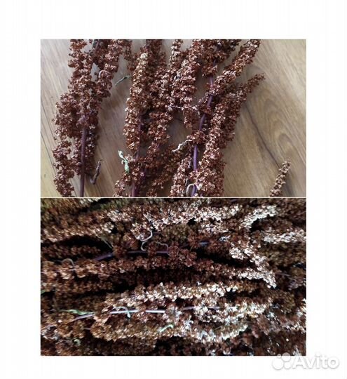 Лекарственные травы,цветы,семена