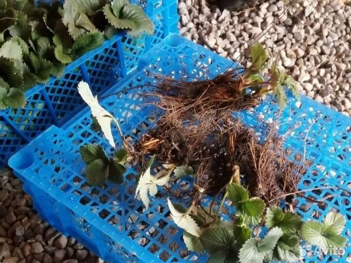 Рассада клубники клери