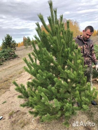 Сосна Оптом