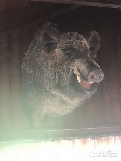 Чучело голова кабана чучело кабан