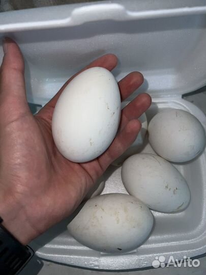 Яйцо домашнее Гусиное