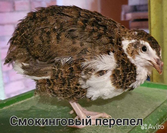 Перепела. Несушки