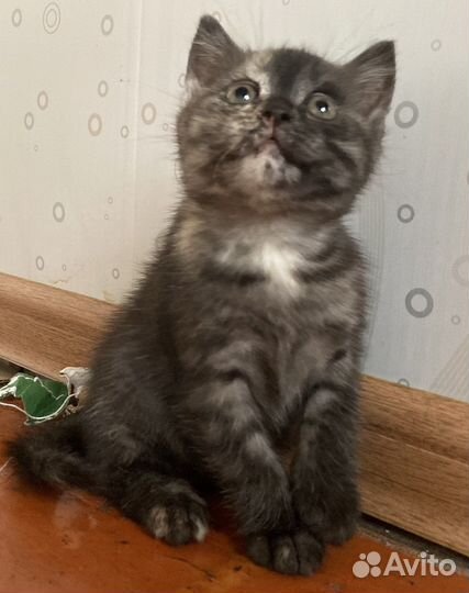 Котята в добрые руки приучены к лотку