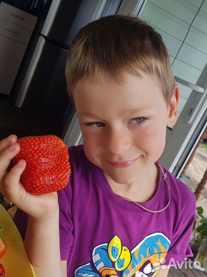 Саженцы клубники Азия,Фурор,Клери,Эми и т.д