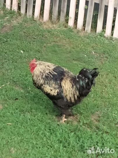 Петухи домашние