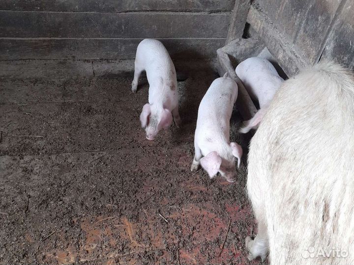 Поросята
