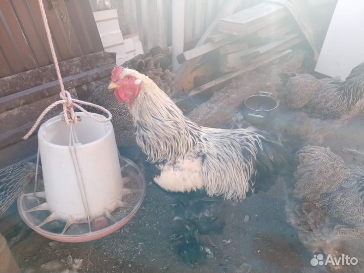 Куры брама