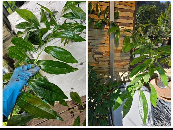 Коккулюлюс лавролистный вечнозеленый