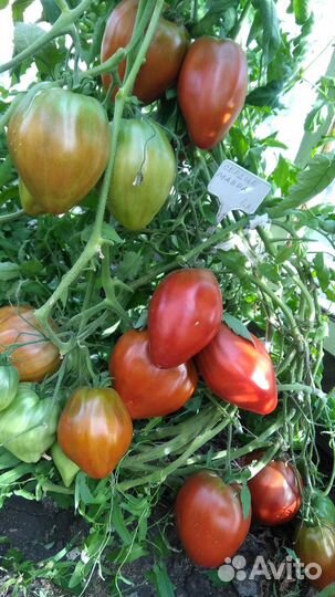 Семена редких сортов томатов