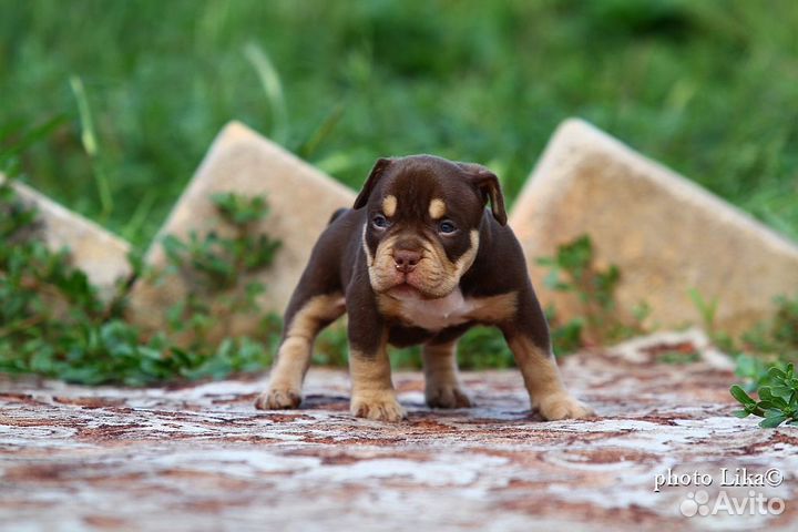 Американский булли покет щенки