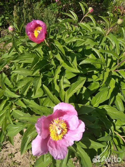 Пион марьин корень