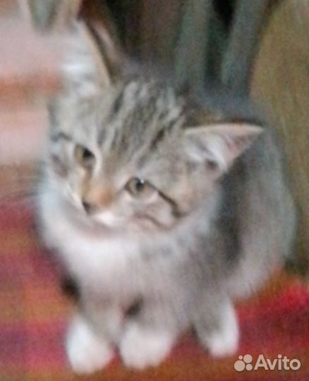 Отдам в добрые руки котят