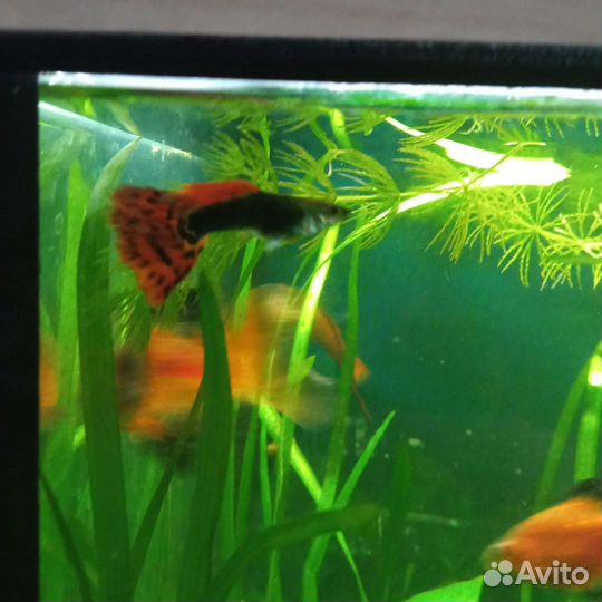 Рыбки, растения, креветки