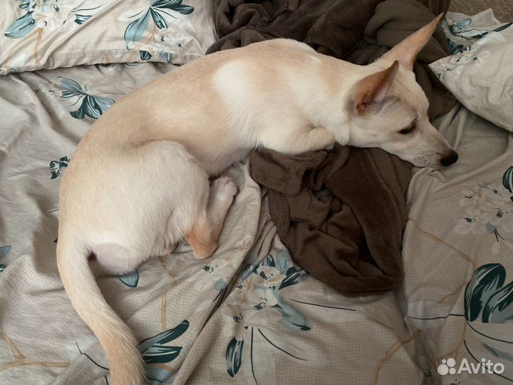 Отдам в добрые руки