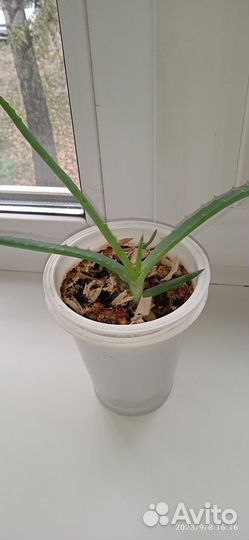 Алоэ в стаканчике. Алое на срез