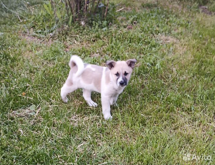 Собака в добрые руки отдам бесплатно