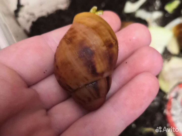 Улитки ахатины