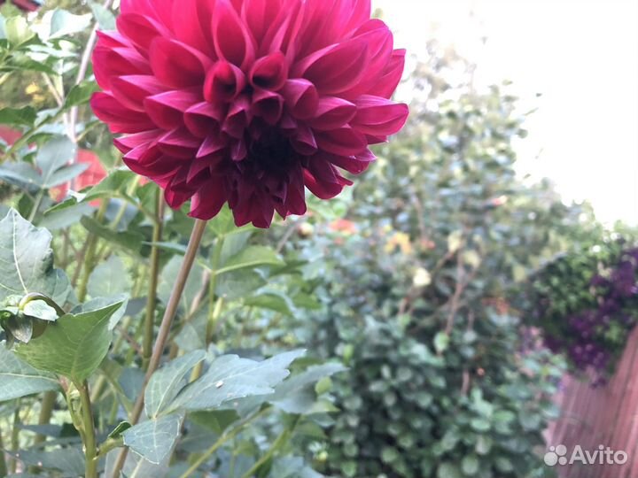 Клубни георгин