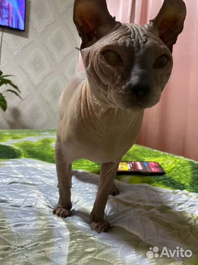 Сфинкс эльф вязка