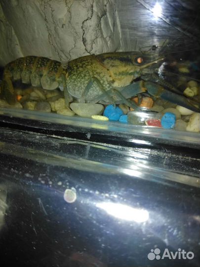 Австралийский красноклешневый рак