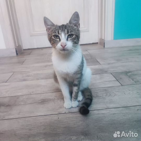 Кошечка молоденькая
