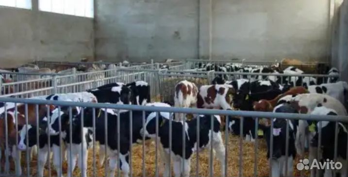 Телята бычки