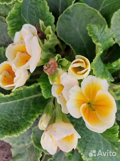 Примулы бесстебельные