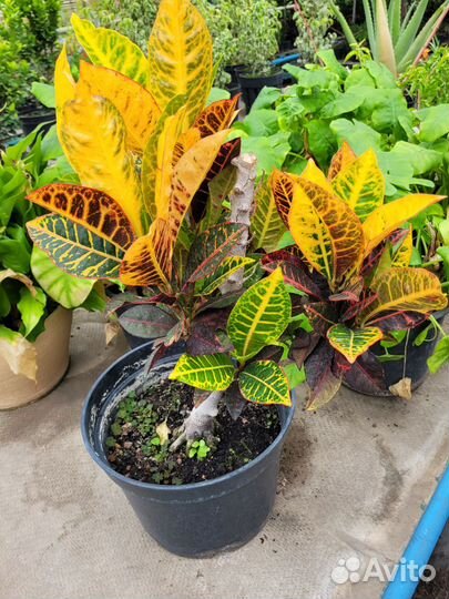 Кротон петра