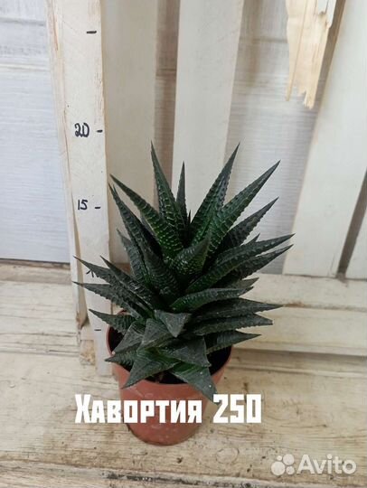 Комнатные цветы растение хавортия рипсалис суккуле