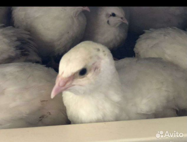 Перепела мясо яйца